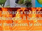 Perché arrivare valorizzare energeticamente lampante? Prima meglio olive!