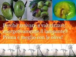 Perché arrivare a valorizzare energeticamente il lampante? Prima e meglio con le olive!