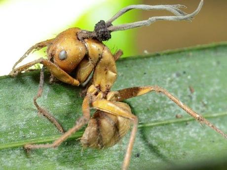 Le formiche-zombie del Brasile