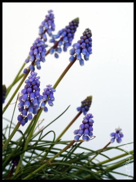 Il muscari sonante / Muscari’s sound