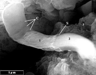 Batteri su meteorite