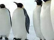 Colonia pinguini imperatore scompare misteriosamente