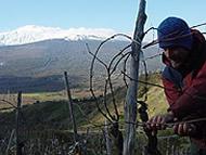 I migliori vini dell’Etna ( secondo RVF)