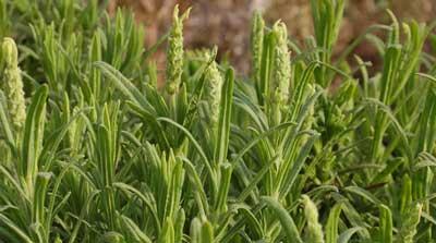 lavanda