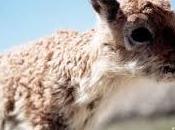 Moda specie protette. Stop traffico illegale scialli lana antilope tibetana