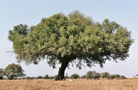 argan tree