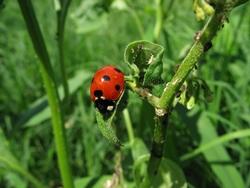 Coccinella all'opera