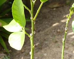 Cocciniglie lungo i fusti