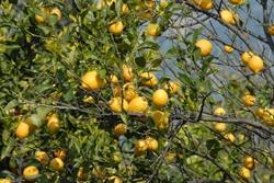 Potare limoni