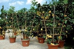 Potare limoni