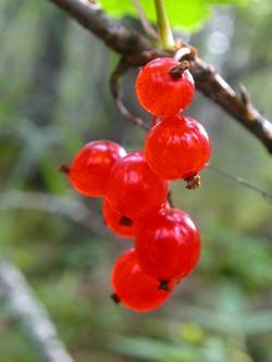 Coltivare frutti di bosco