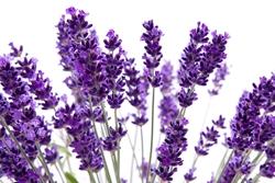 La siepe di lavanda è adatta ai terreni aridi