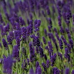 Lavanda angustifolia