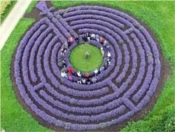 Con la lavanda è possibile creare siepi di grande effetto