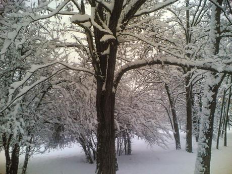 Ho camminato sulla neve fresca, vergine di orme, leggera ...