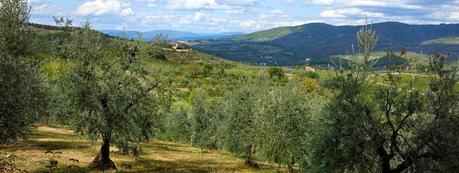 Olio DOP Chianti Classico: il nuovo volto dell’olivicoltura di eccellenza