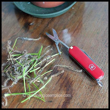 drosera