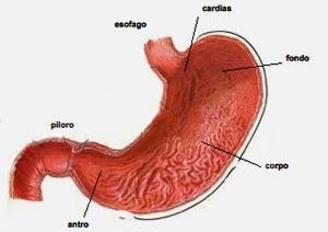 PAVIA. Neoplasie digestive e nutrizione: dibattito nel progetto “Cuore del Po”.
