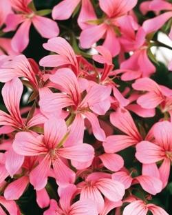 Bellissimi fiori di geranio parigino rosa