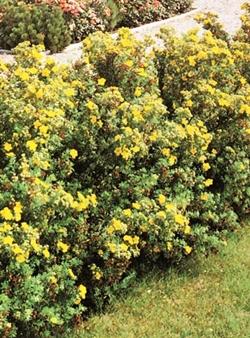 siepe bassa potentilla