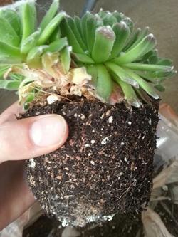 Succulenta attaccata da parassiti