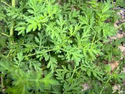 ARTEMISIA ANNUA UNA SPERANZA PER I CANI E GATTI MALATI DI TUMORE