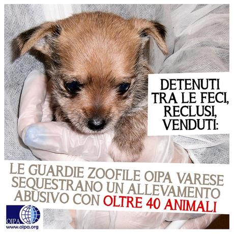 Sequestrato allevamento abusivo di oltre 40000 animali