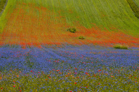 lenticchie castelluccio