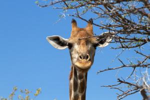 Giraffa Portrait