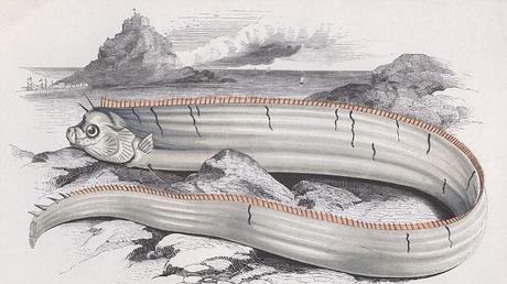 Pesce remo, mostro marino - presa da google immagini