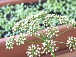 Fiori di prezzemolo