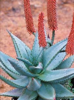 Aloe ferox