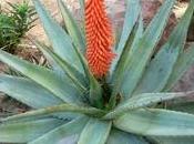 Aloe ferox