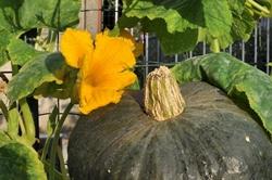 Come coltivare la zucca verde