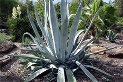 Un esemplare di agave americana