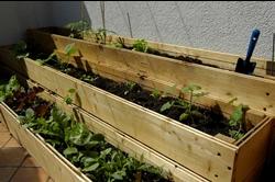 Esempio di orto da balcone autocostruito