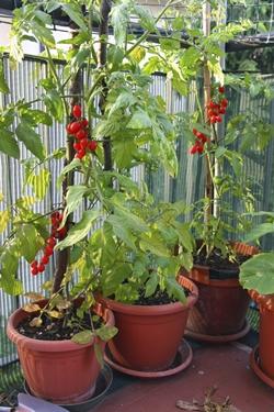 Orto da balcone in vasi