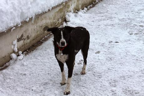 Se la neve ti blocca a casa tu inforna muffin!