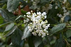 Viburno lucido, particolare delle foglie e dei fiori