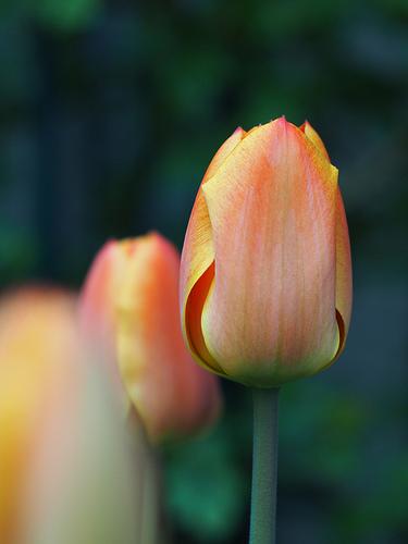 Tulipe @Mon jardin by ai3310X, on Flickr