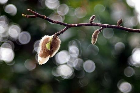 Le bourgeon de magnolia @Parc by ai3310X, on Flickr