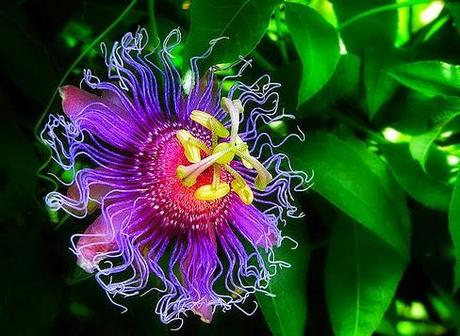 Passiflora incarnata, non solo per il sonno