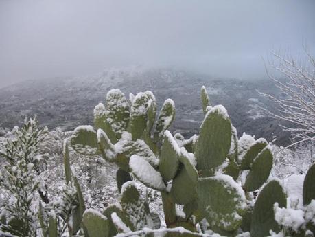 neve-siracusa