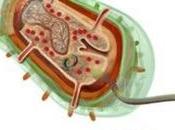 Cellule procariote eucariote