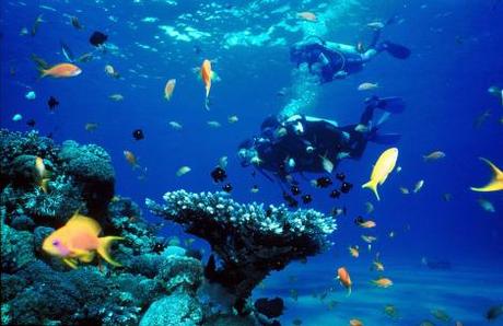 Top 5 Diving Sites in Koh Samui