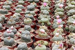 Piante di Lophophora williamsii coltivate in vaso