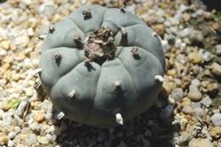 Lophophora williamsii in attesa della fioritura