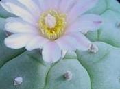 Lophophora williamsii