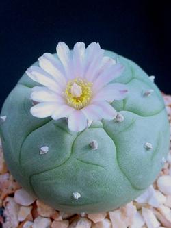 Lophophora williamsii fiorita