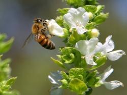 Ape su fiori di basilico